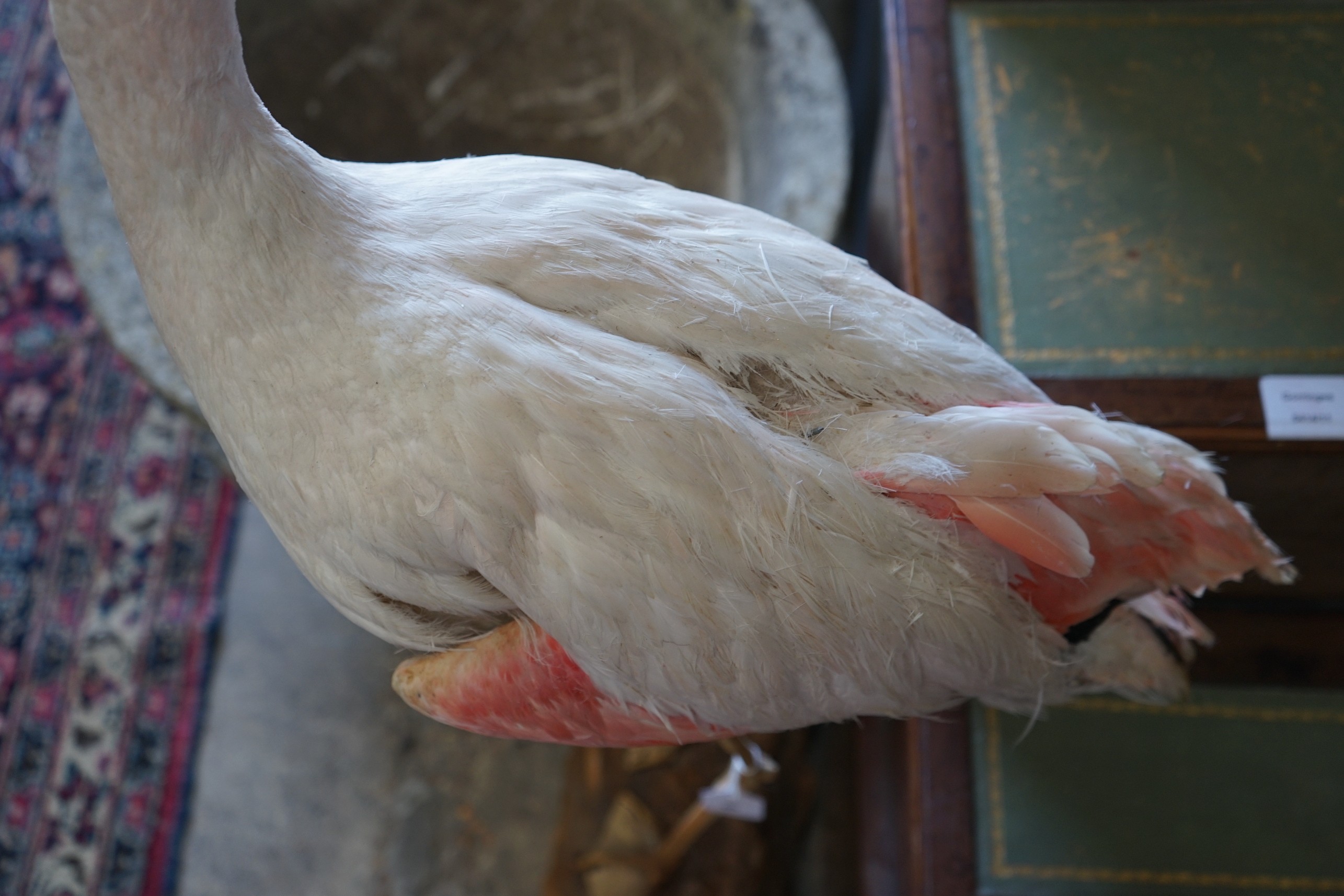 A taxidermic flamingo, height 120cm